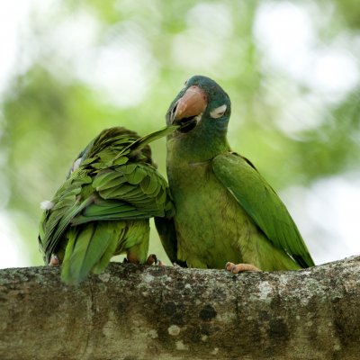 The Green Parakeet