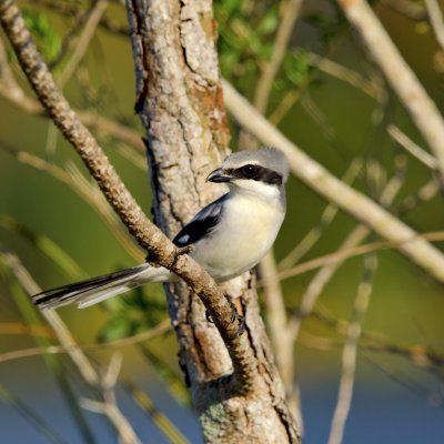 Loggerhead Shrike