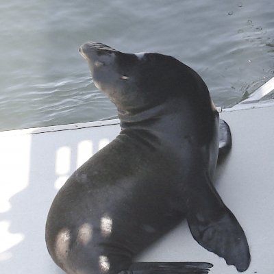Sea Lion
