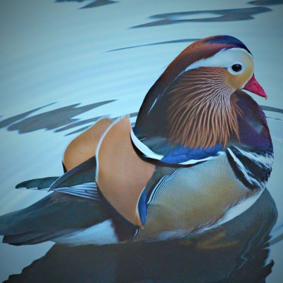 Mandarin Duck
