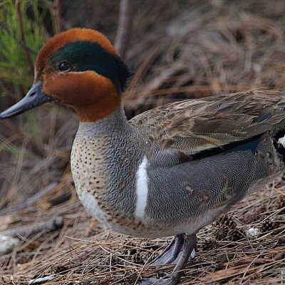 Green winged Teal