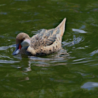 The White-cheeked Pintail