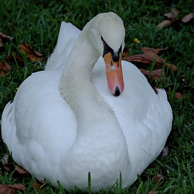 Mute Swan