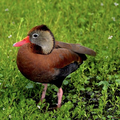 Black bellied Whistling Duck
