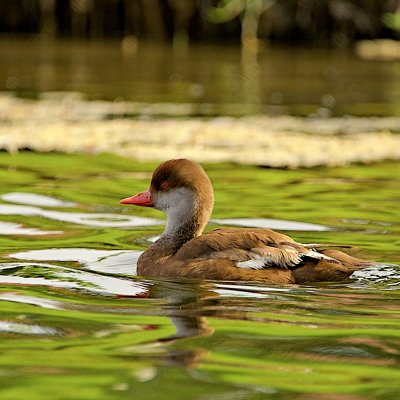  Red crested pochards