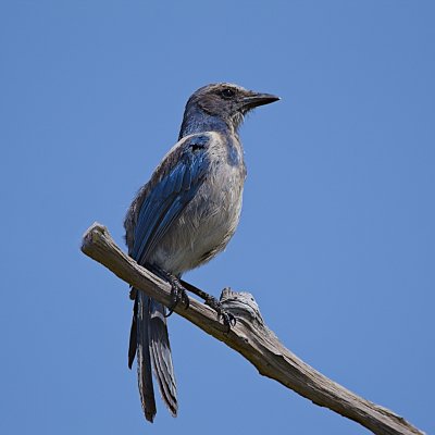 Florida Scrub Jay